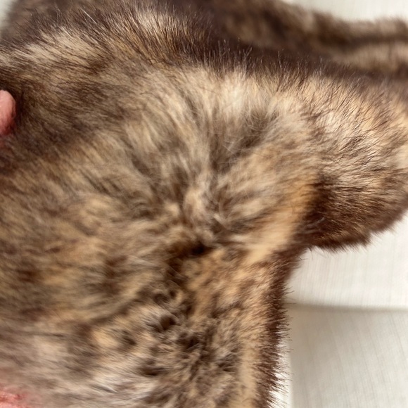 Faux Fur Winter Accessory Slip Over Head on neck Gray Interior to keep warmth in - Picture 7 of 11